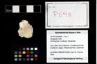Foto (Objekt + Etikett) von Decapoda indet.  (NHMW-GEO-2014-0194-0698)